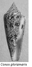 C. gloriamaris